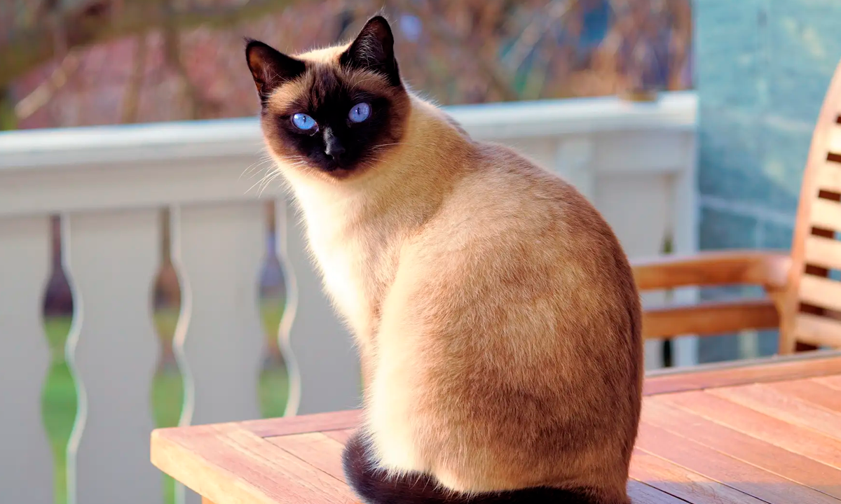 ¿Qué gatos son hipoalergénicos? ¿Qué gatos son hipoalergénicos?